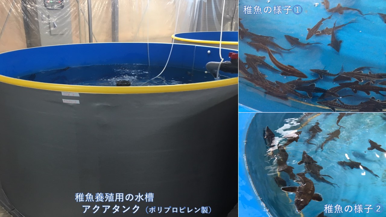陸上養殖試験水槽「ONEパレット水槽」